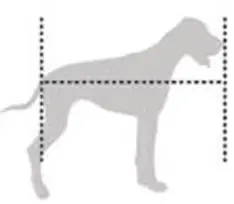 How to measure your dog's length