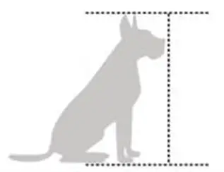 How to measure your dog's sitting height