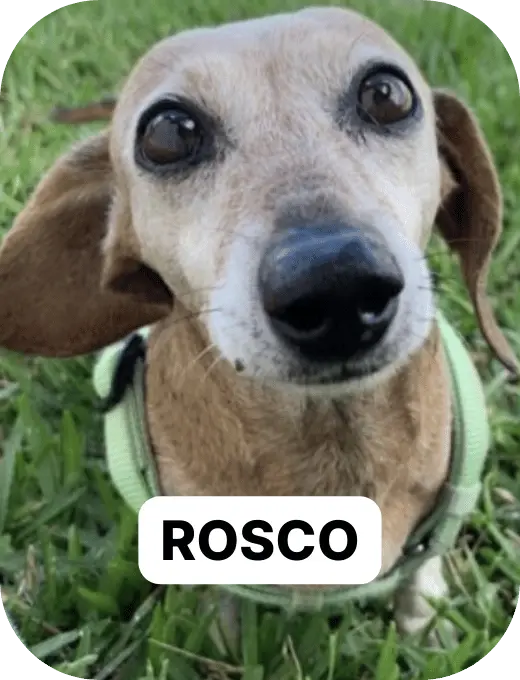 rosco