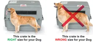 Dog standing next to a kennel that is the right and wrong size.